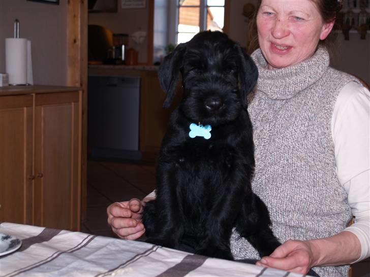 Riesenschnauzer Jake <3<3 ~ far og mors ~ billede 3