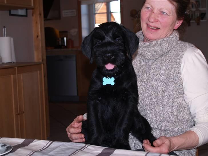 Riesenschnauzer Jake <3<3 ~ far og mors ~ billede 4