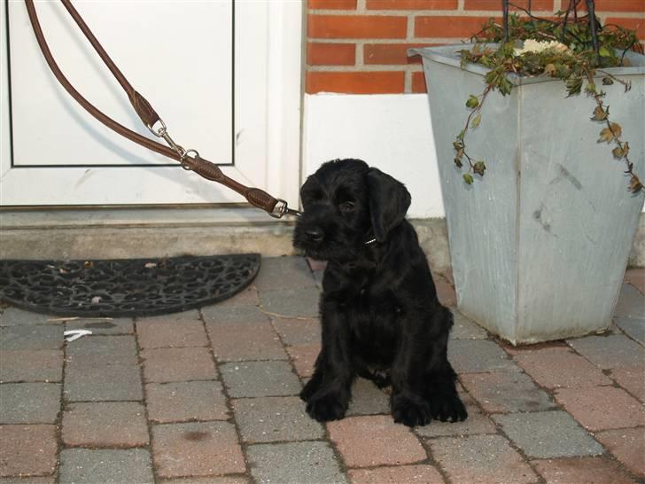 Riesenschnauzer Jake <3<3 ~ far og mors ~ billede 5