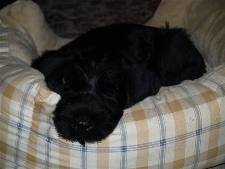 Riesenschnauzer Jake <3<3 ~ far og mors ~ billede 6