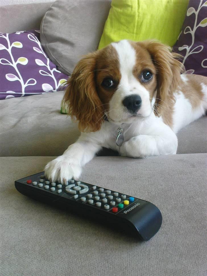 Cavalier king charles spaniel Freja - Freja bestemmer hvad vi skal se i tv billede 9