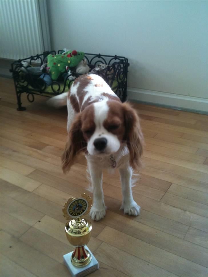 Cavalier king charles spaniel Freja - Freja med sin flotte 3. plads pokal i lydighed billede 10