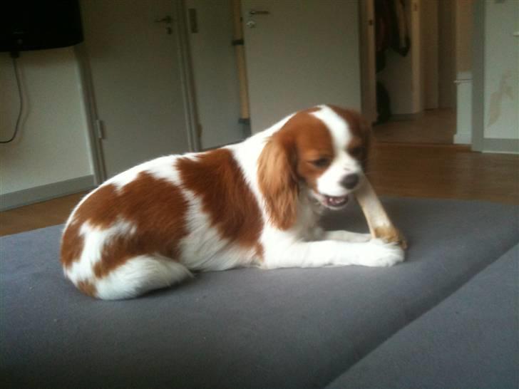 Cavalier king charles spaniel Freja - Hygge billede 11