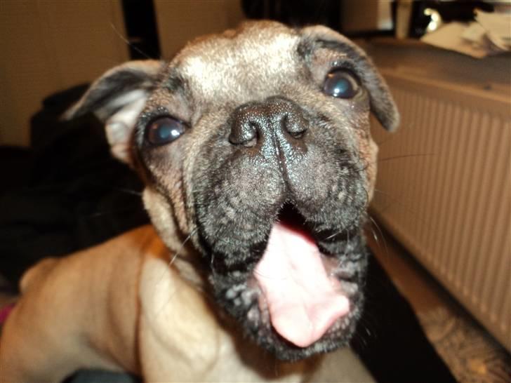 Blanding af racer Chili fransk bull - mops billede 2