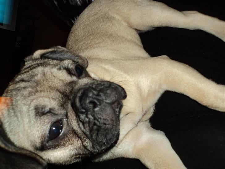 Blanding af racer Chili fransk bull - mops billede 6