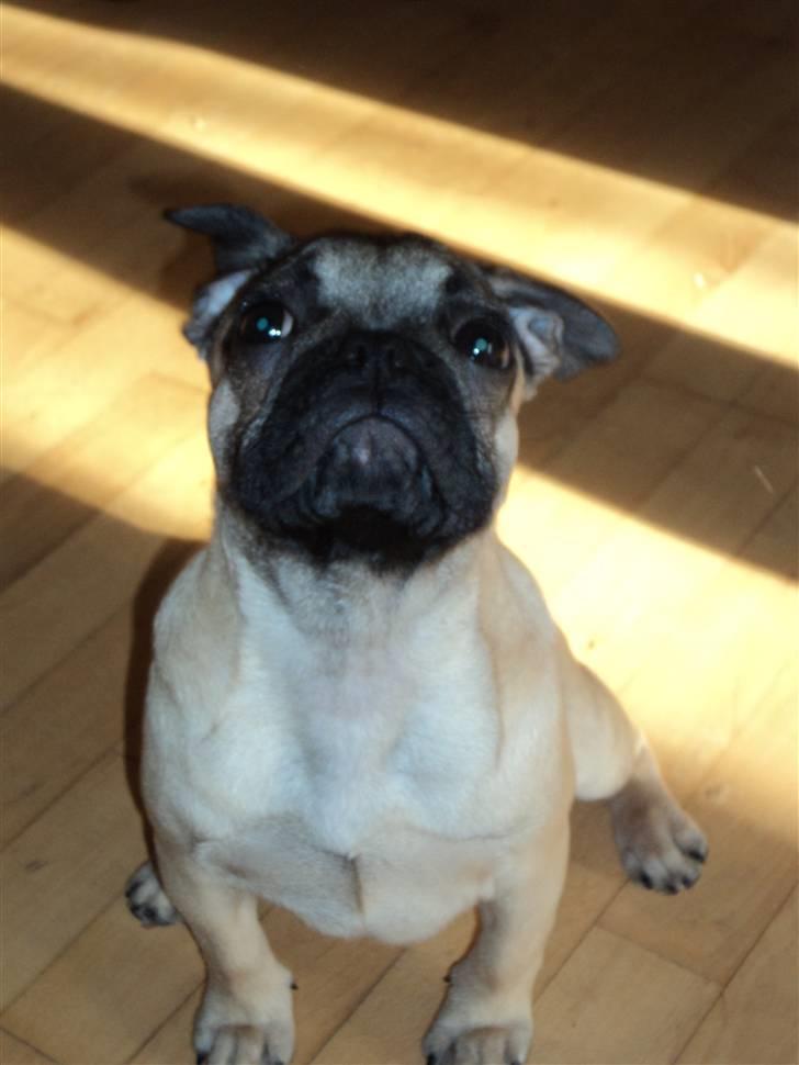 Blanding af racer Chili fransk bull - mops billede 8
