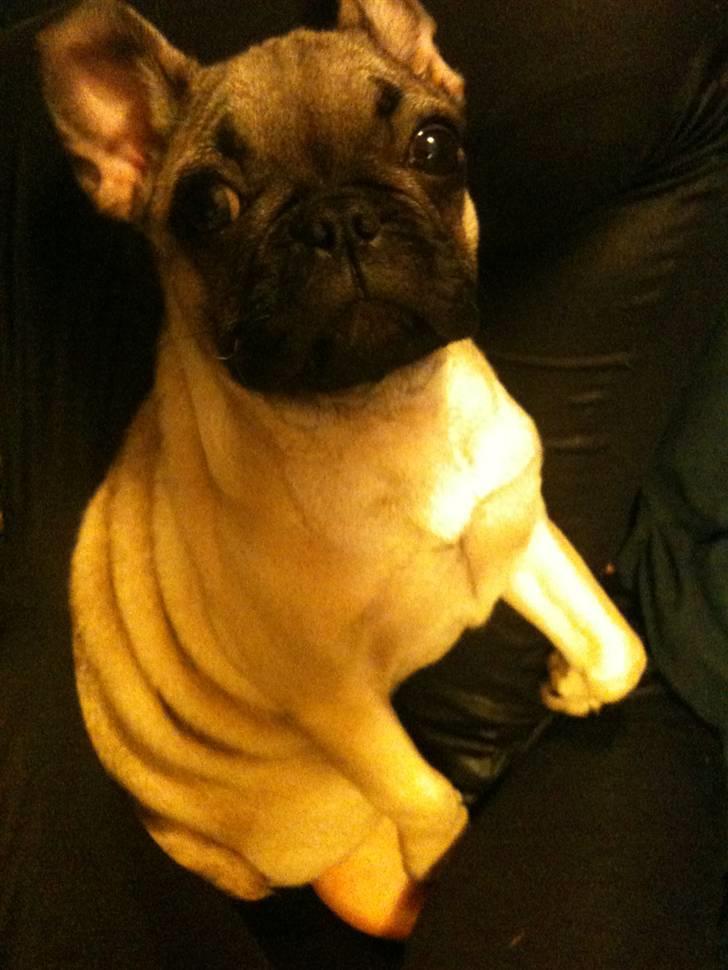 Blanding af racer Chili fransk bull - mops billede 9