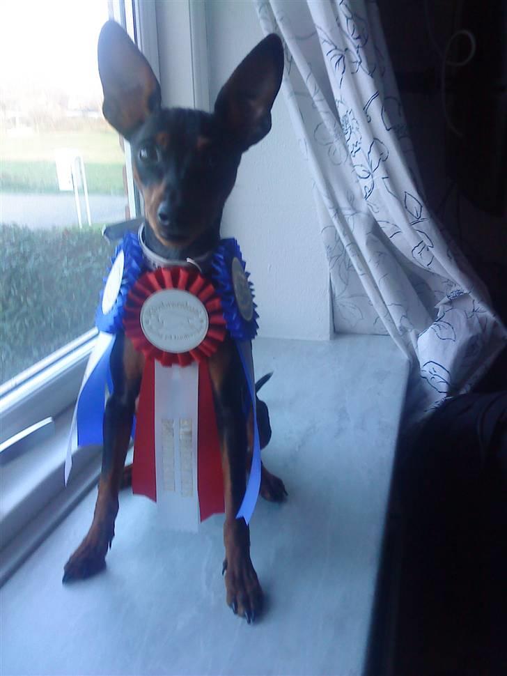 Dvaergpinscher Zafir - dyrskuet 2010 1 plasen billede 13
