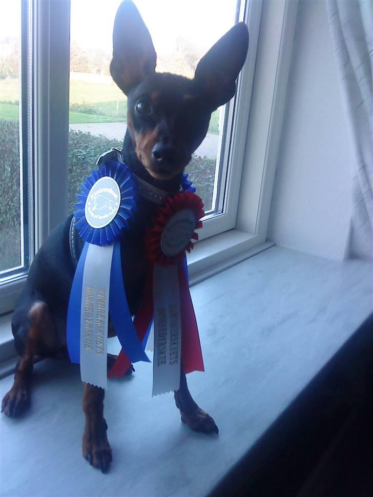 Dvaergpinscher Zafir - er jeg ikke heldi billede 14