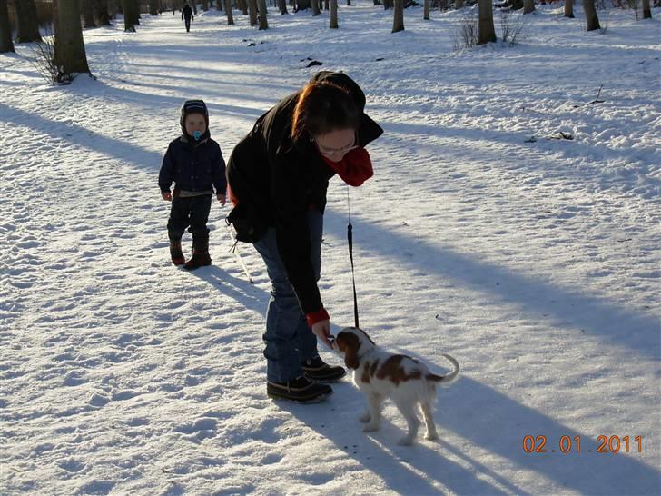 Cavalier king charles spaniel Noma billede 9