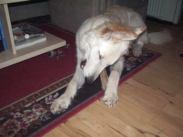 Hvid schæfer Manse billede 6