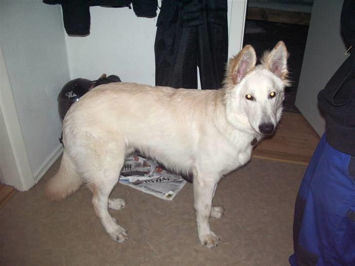 Hvid schæfer Manse billede 7