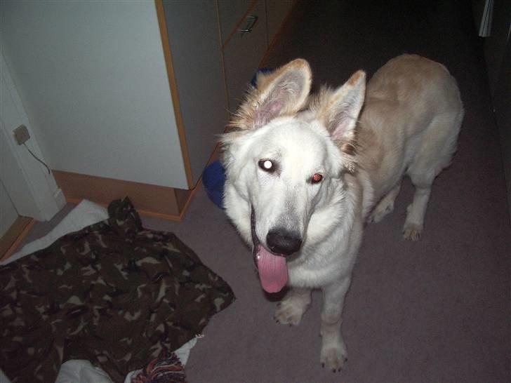 Hvid schæfer Manse billede 8