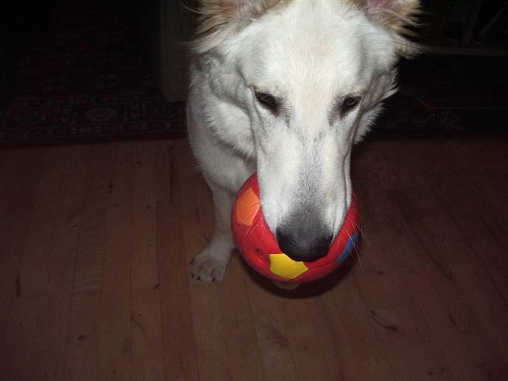 Hvid schæfer Manse billede 9