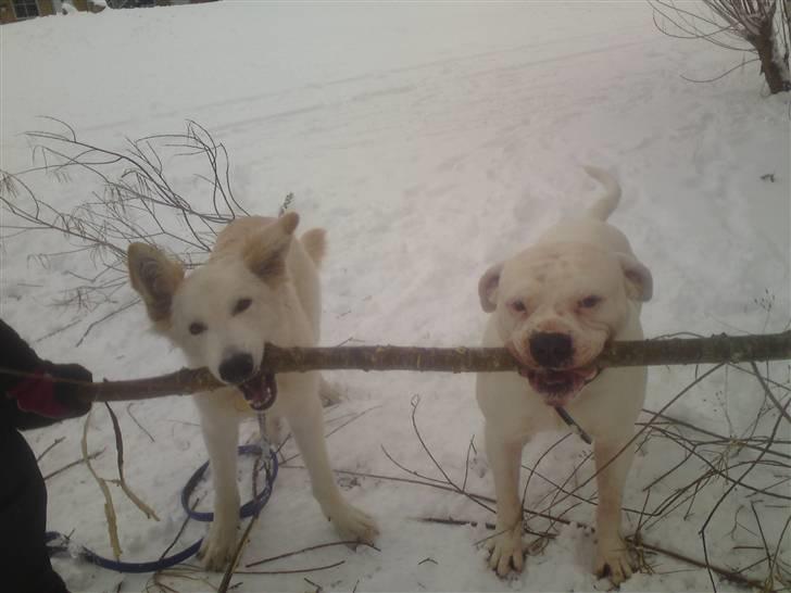 Hvid schæfer Manse billede 10