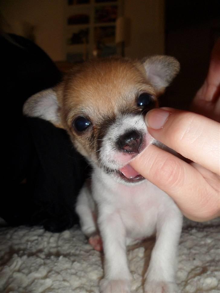 Chihuahua Number One billede 2
