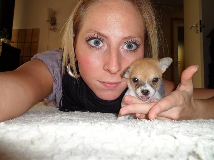 Chihuahua Number One billede 3