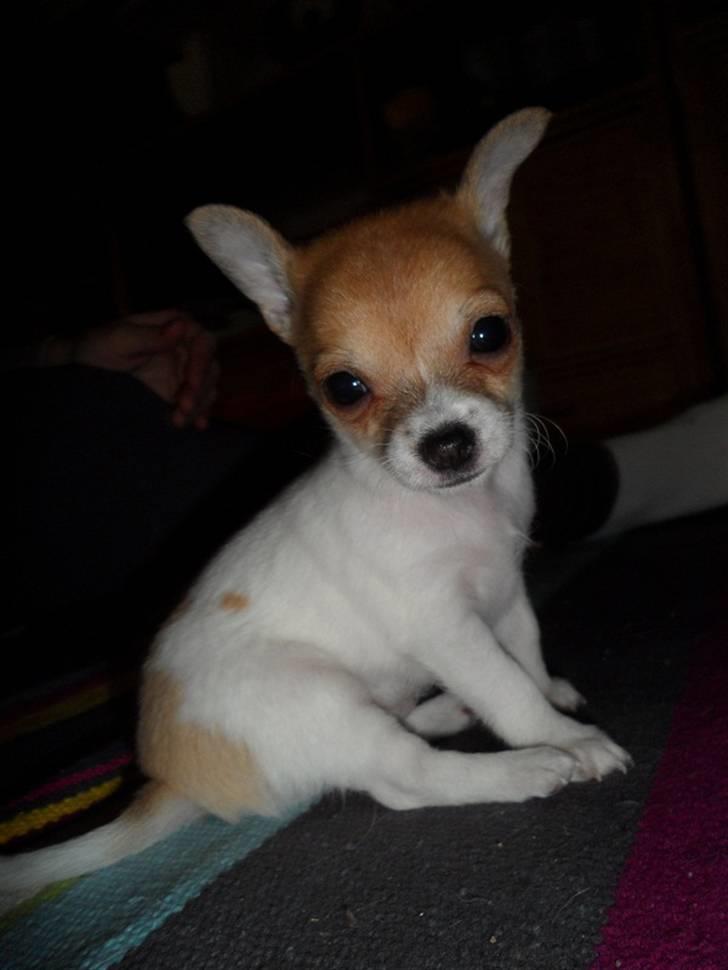 Chihuahua Number One billede 4