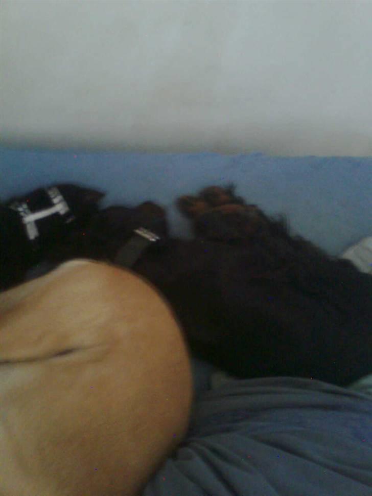 Gordon setter Æblevangens Danny - hygge i sengen med Baylay og Brawnie billede 14