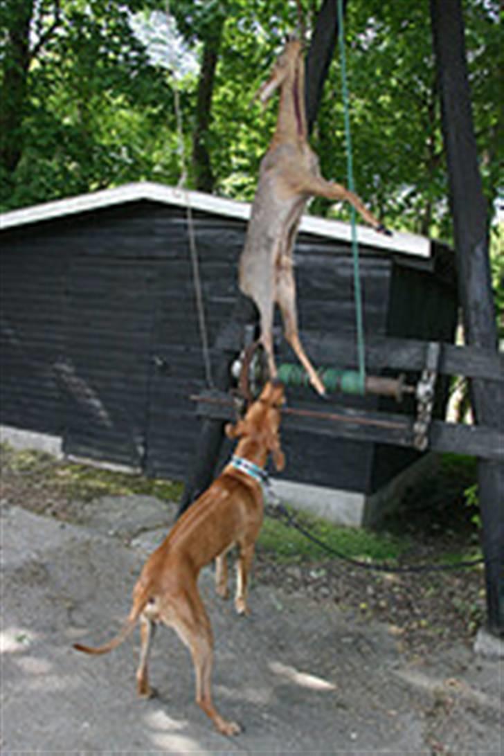 Rhodesian ridgeback Basse billede 2