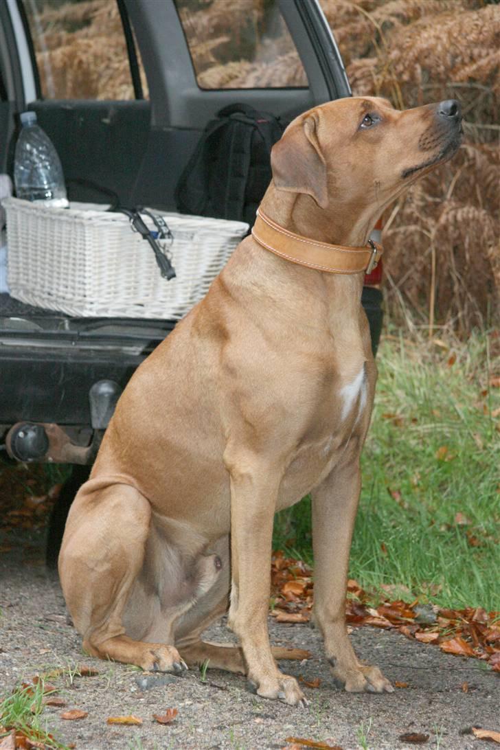 Rhodesian ridgeback Basse billede 3