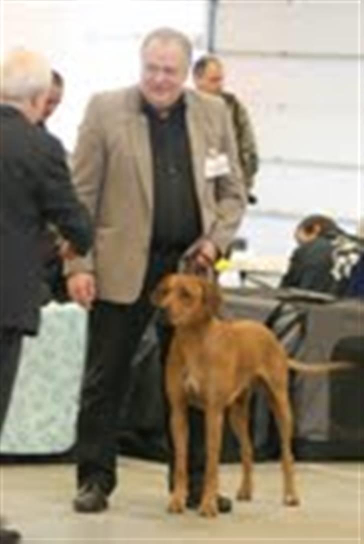 Rhodesian ridgeback Basse billede 5