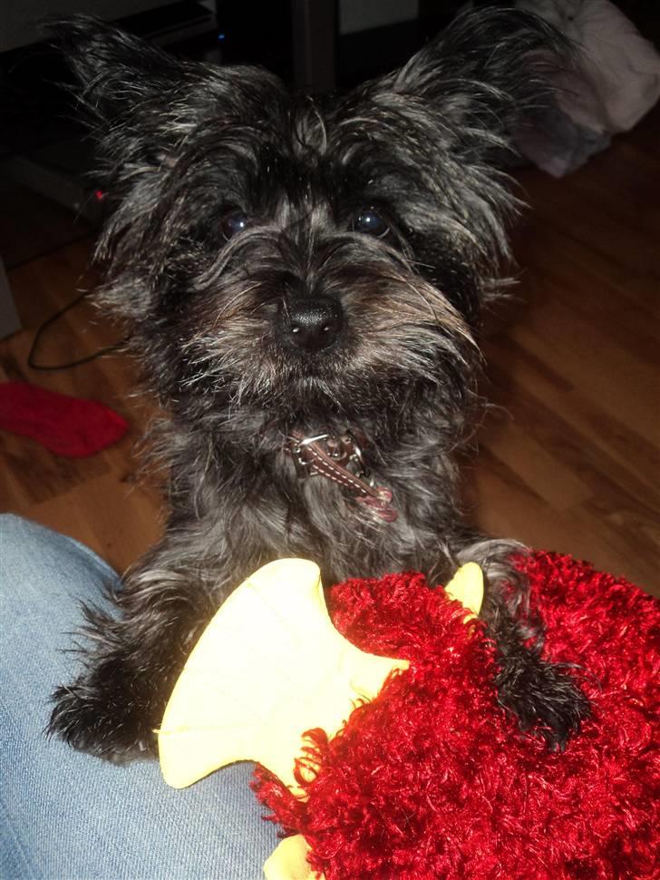 Cairn terrier Meg Leandros billede 1