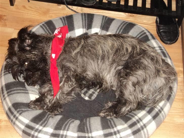 Cairn terrier Meg Leandros billede 2