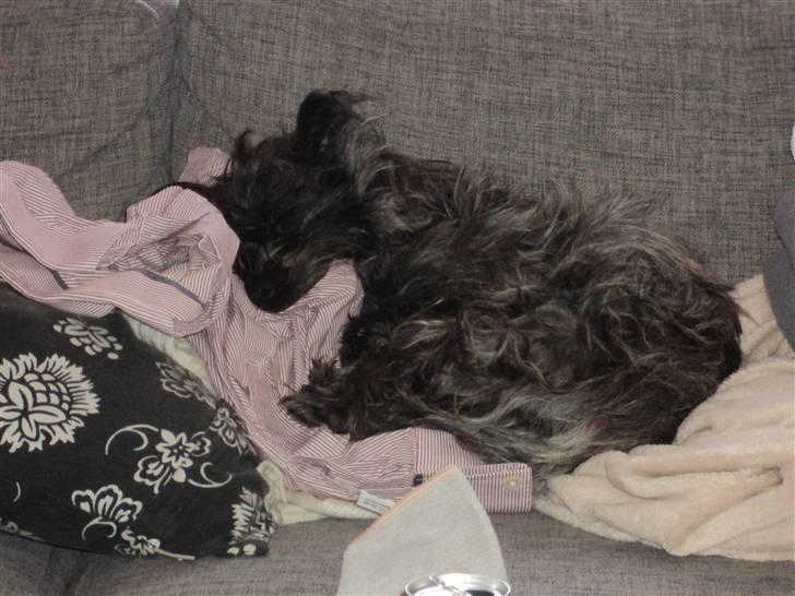 Cairn terrier Meg Leandros billede 3