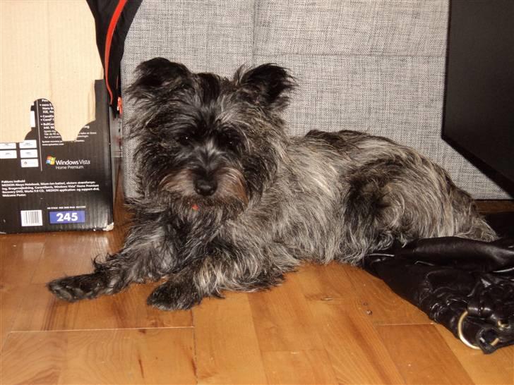 Cairn terrier Meg Leandros billede 4