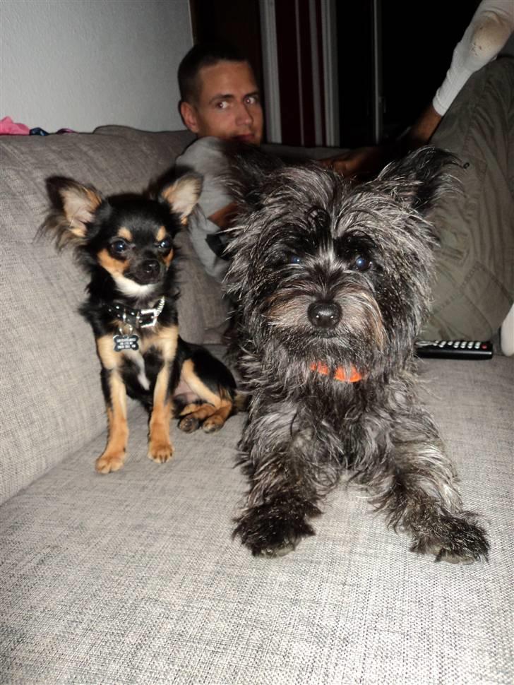 Cairn terrier Meg Leandros billede 5