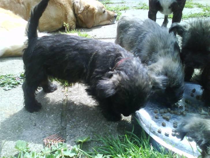 Cairn terrier Meg Leandros billede 8