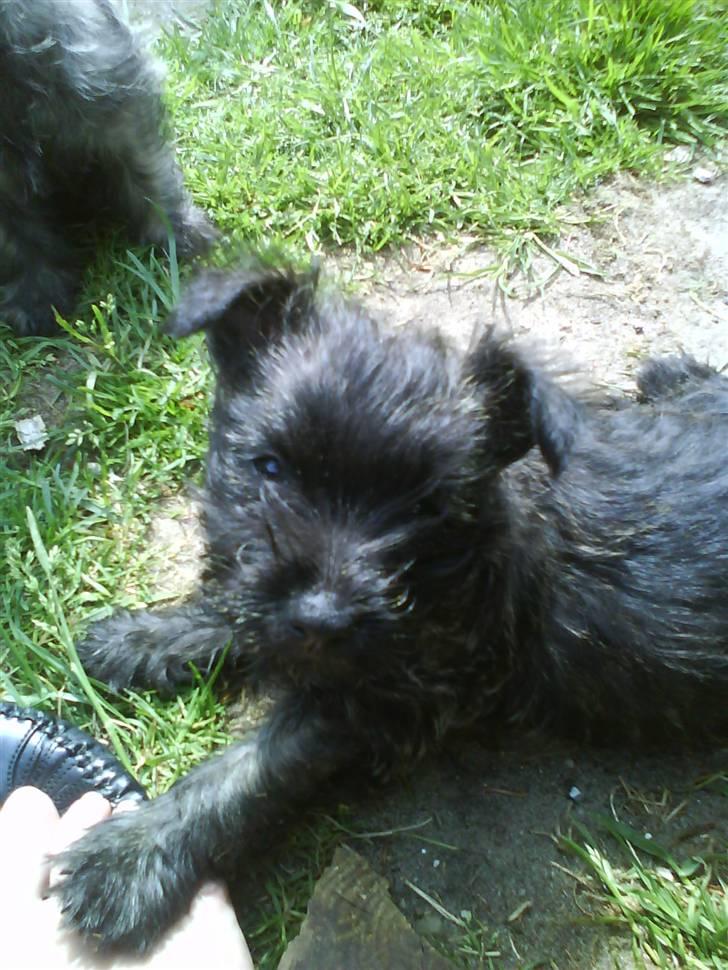 Cairn terrier Meg Leandros billede 9