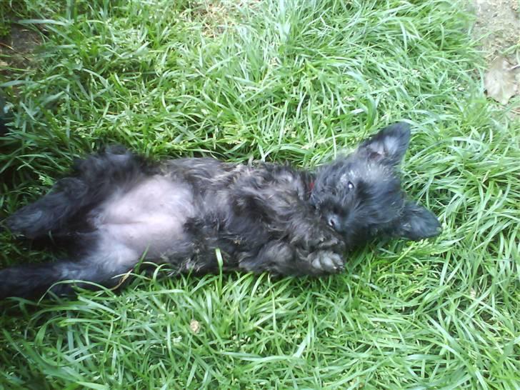 Cairn terrier Meg Leandros billede 10