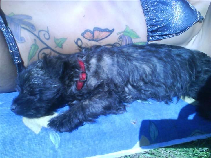 Cairn terrier Meg Leandros billede 11