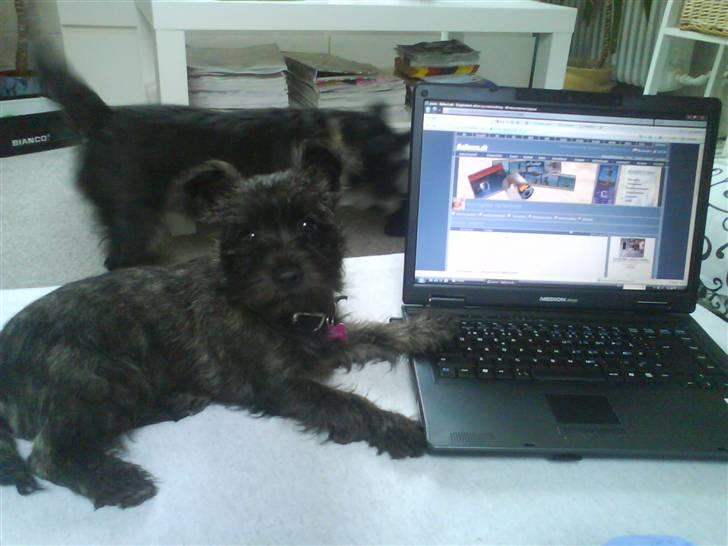 Cairn terrier Meg Leandros billede 12