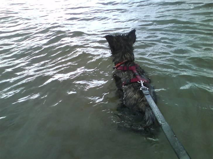 Cairn terrier Meg Leandros billede 13