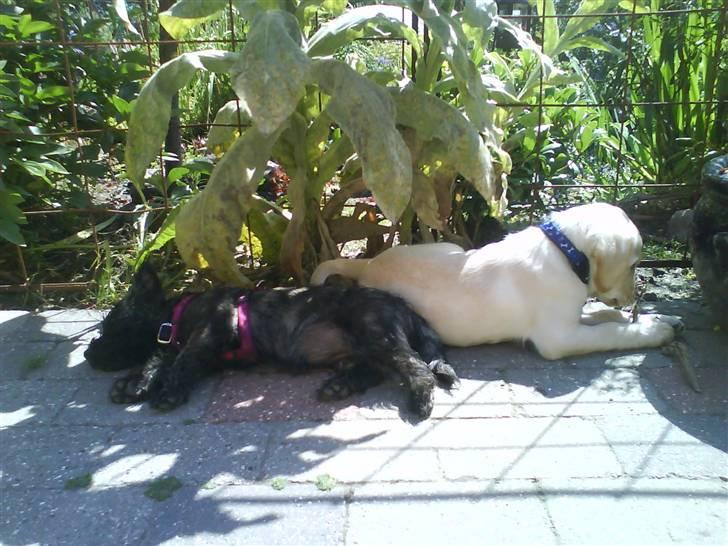 Cairn terrier Meg Leandros billede 14