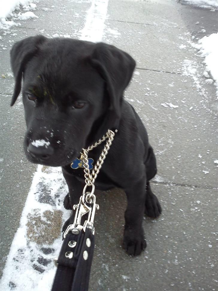 Labrador retriever Uffe <3 <3  billede 1