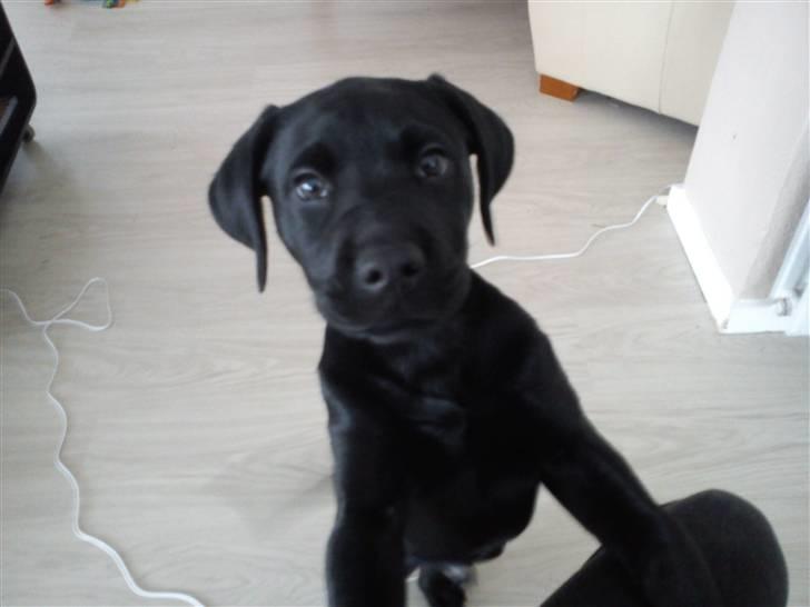 Labrador retriever Uffe <3 <3  billede 2