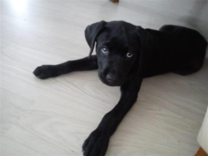Labrador retriever Uffe <3 <3  billede 3