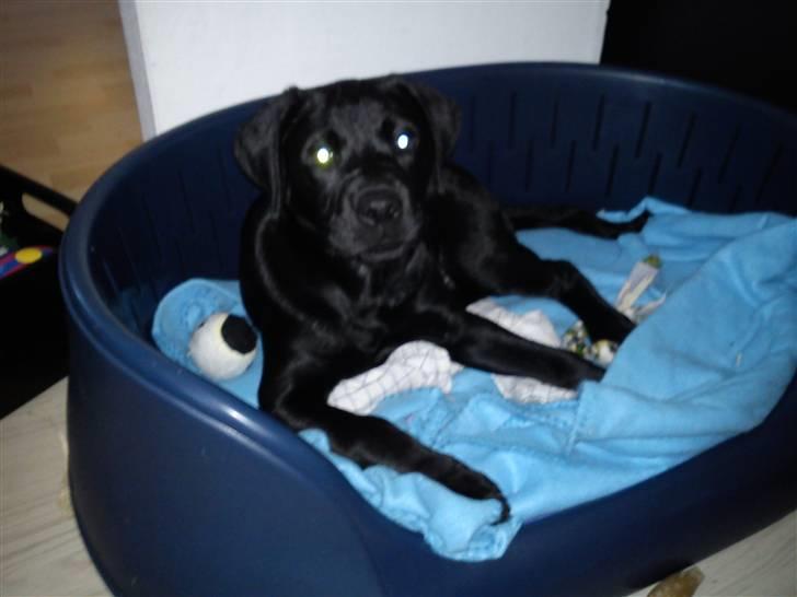 Labrador retriever Uffe <3 <3  billede 4