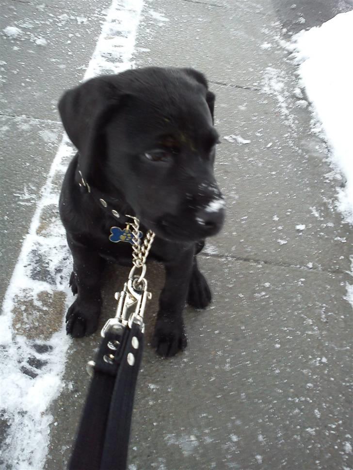 Labrador retriever Uffe <3 <3  billede 5