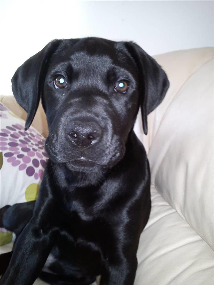 Labrador retriever Uffe <3 <3  billede 6