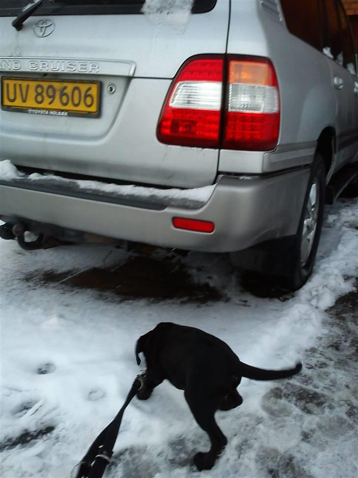 Labrador retriever Uffe <3 <3  billede 7