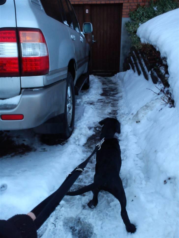 Labrador retriever Uffe <3 <3  billede 8