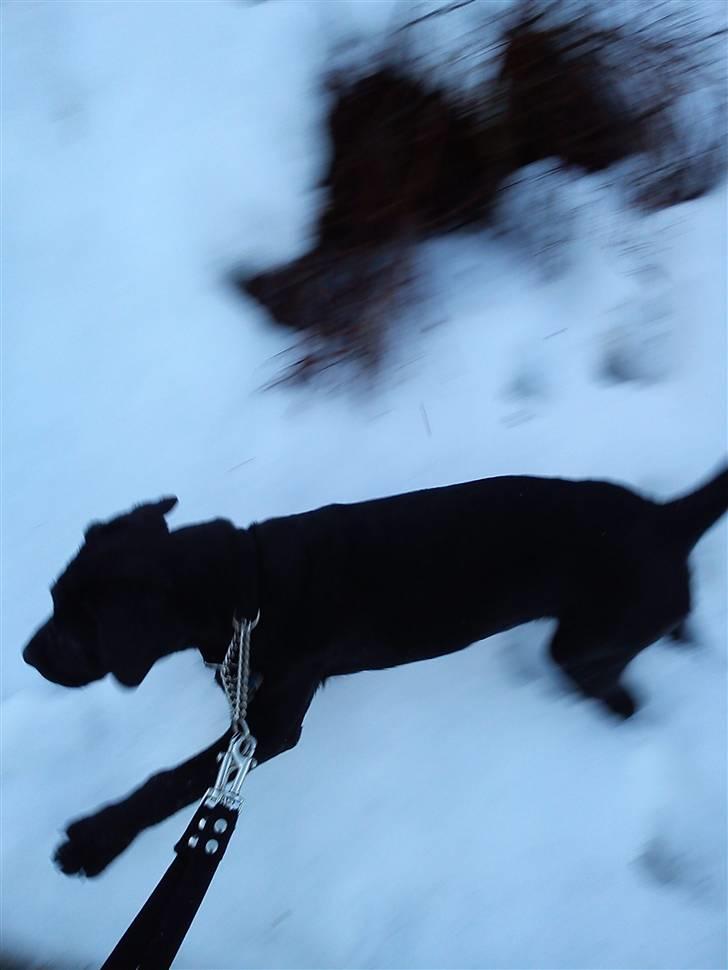 Labrador retriever Uffe <3 <3  billede 9