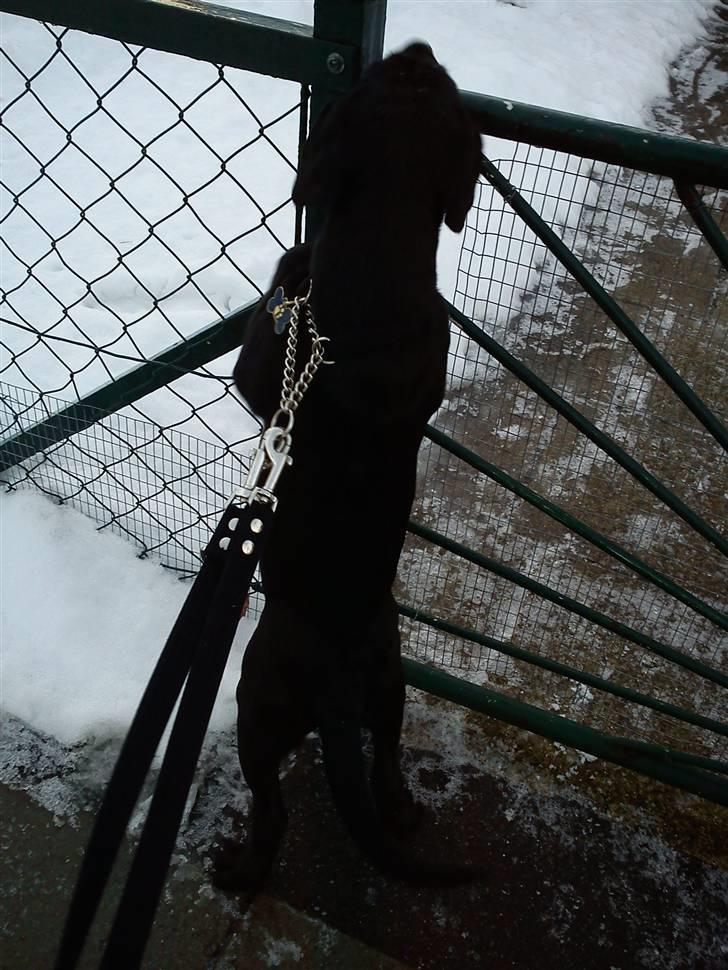 Labrador retriever Uffe <3 <3  billede 10