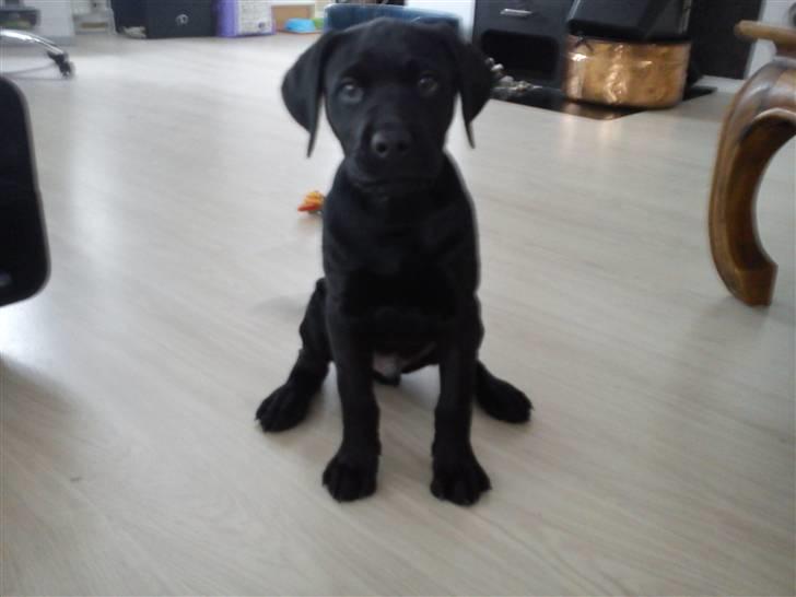 Labrador retriever Uffe <3 <3  billede 11