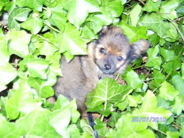 Blanding af racer King billede 1